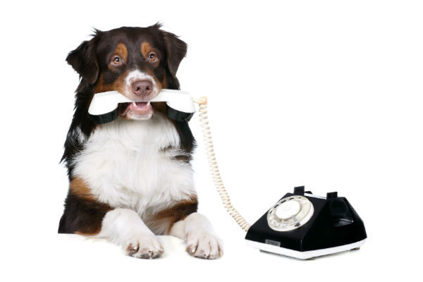 cachorro-telefone