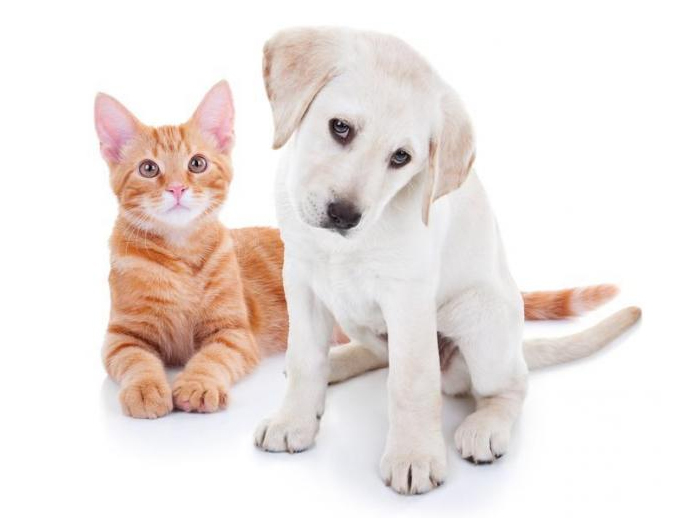 cachorro_gato_casa_dos_animais