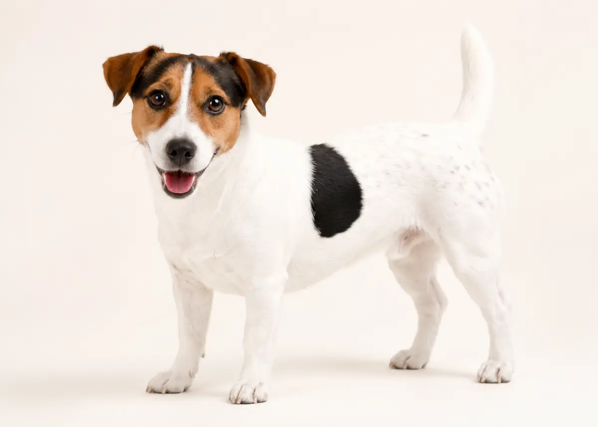 Cão da raça Jack Russell em uma cena clara e acolhedora